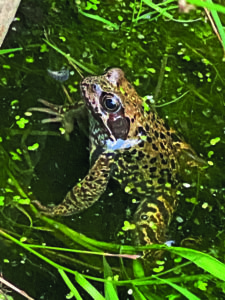 Wasserfrosch im Lütt Diek