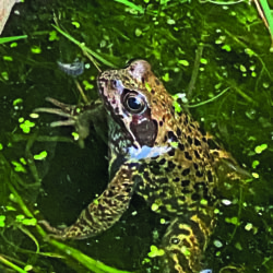 Gartenwissen @Home: Amphibien im Wandsetal