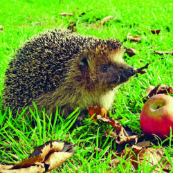 Igel im Herbstgarten mit Apfel