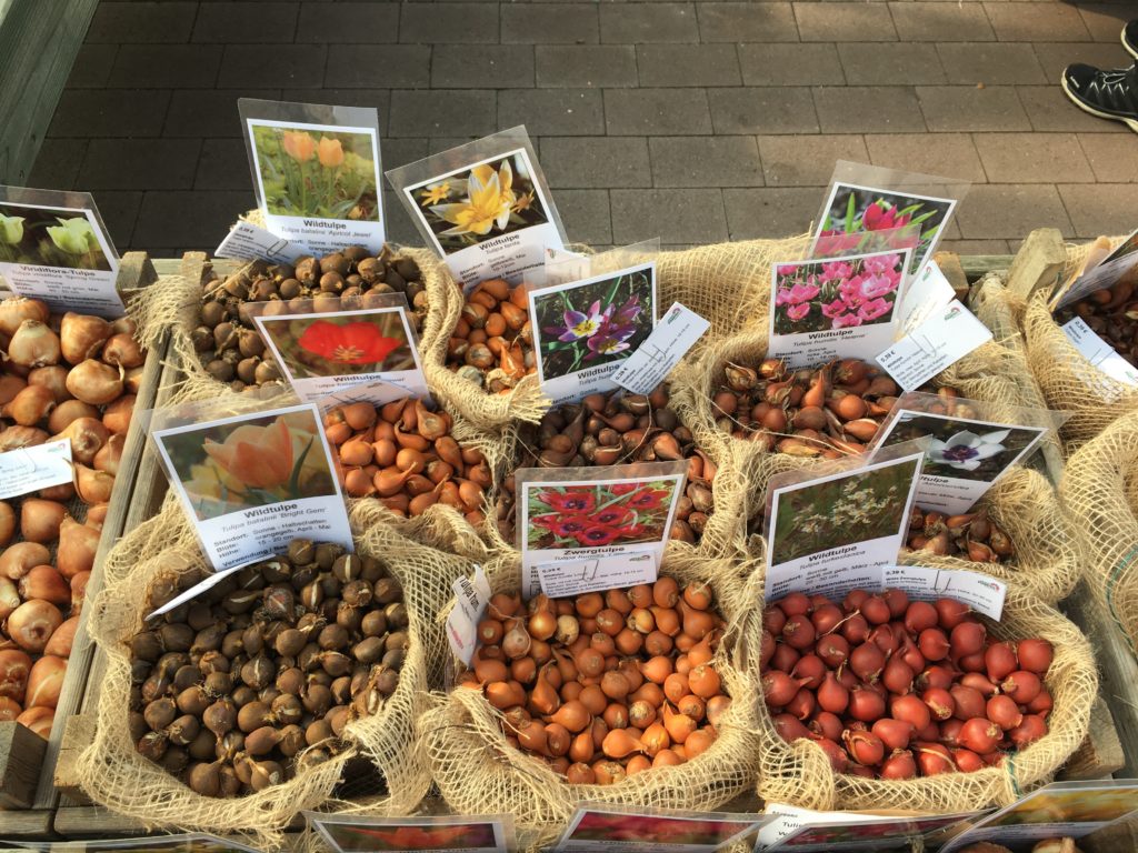 Jede Wildtulpenzwiebel hat eine andere Farbe