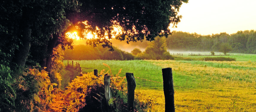 Duvenstedter Brook in der Abendsonne