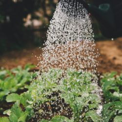 Gartenführungs-Wissen