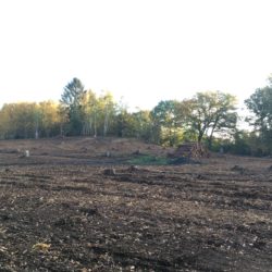 Fehlender Wald. Kahlschlag in Lemsahl-Mellingstedt