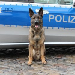 Polizeihund Balu aus Poppenbüttel