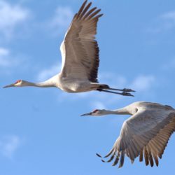 Kraniche im Flug