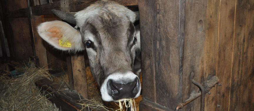 Googy, der Stier im Museumsdorf Volksdorf schaut um die Ecke