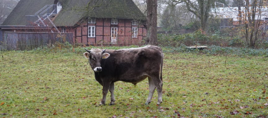 Ochse Goofy auf der Weide des Museumsdorf Volksdorf