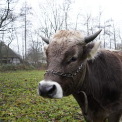 Ochse Goofy auf der Weide in Volksdorf