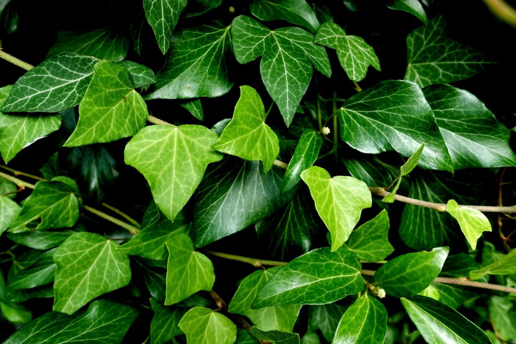 Der Efeu (Hedera helix) ist einer der Kandidaten zur Wahl für die Giftpflanze 2021. Er ist stark giftig und als Zimmerpflanze, aber auch als Garten- und Wildpflanze bekanntFoto: pixabay