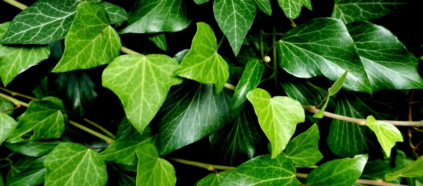 Der Efeu (Hedera helix) ist einer der Kandidaten zur Wahl für die Giftpflanze 2021. Er ist stark giftig und als Zimmerpflanze, aber auch als Garten- und Wildpflanze bekanntFoto: pixabay