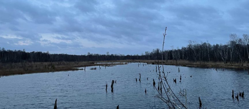 Das Naturschutzgebiet Wittmoor