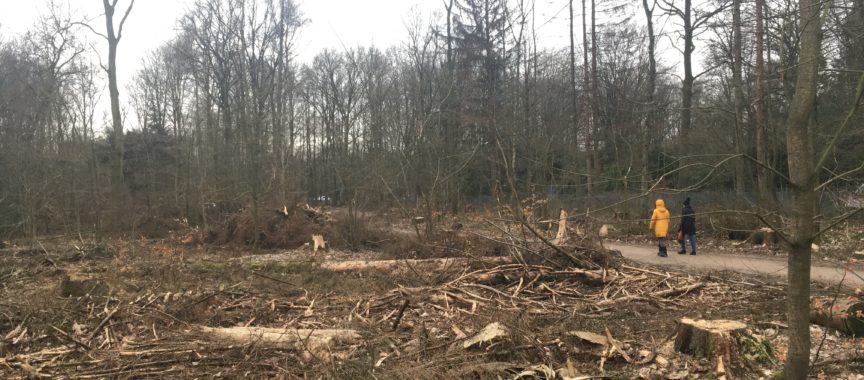 Kahlschlag im Volksdorfer Wald