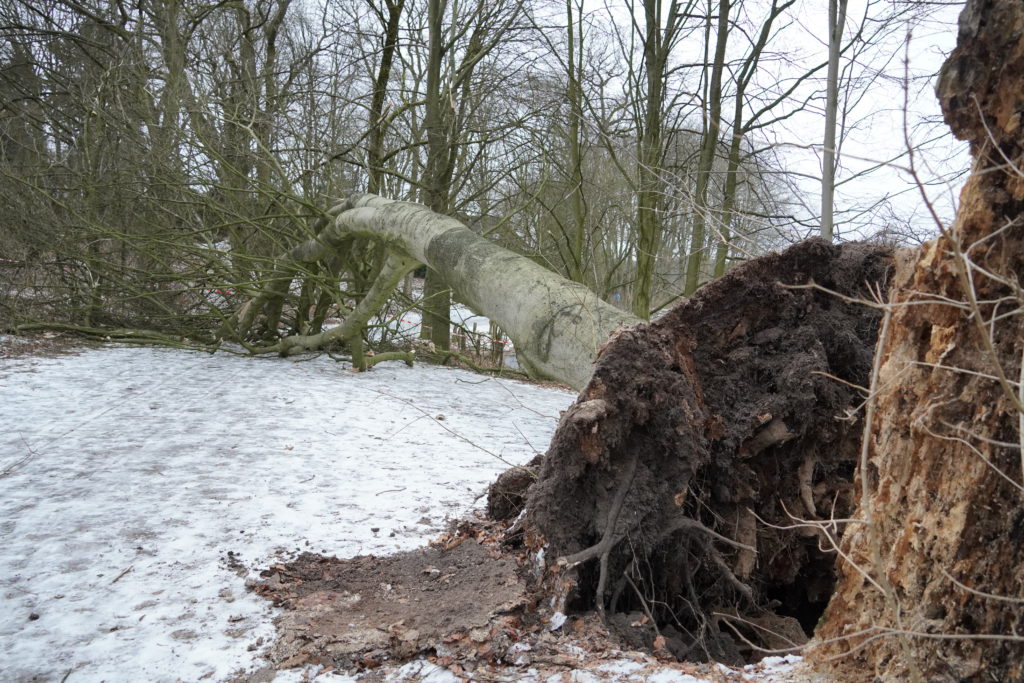 Umgestürzter Baum an den Teichwiesen in Volksdorf