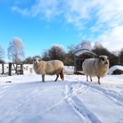 Schafe in der Winterlandschaft Höltigbaum