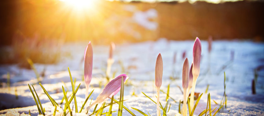 Frühling in de Walddörfern und dem Alstertal