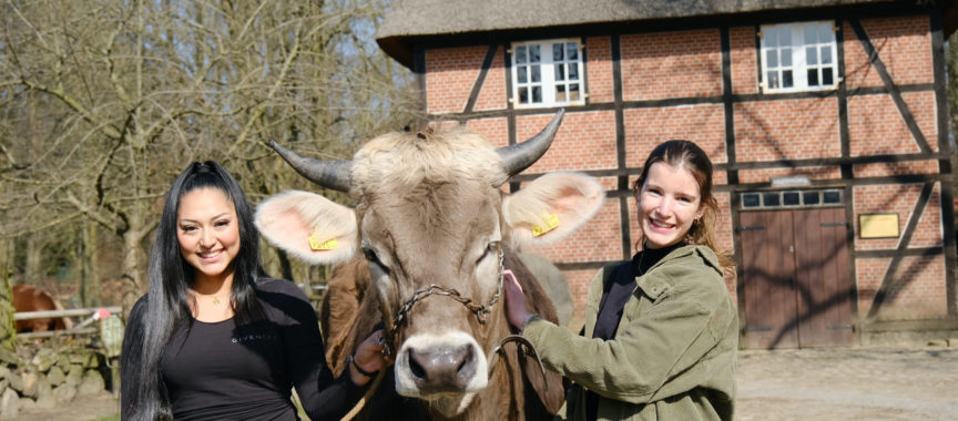 Ochse Goofy im Museumsdorf