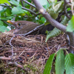 Amsel im Nest