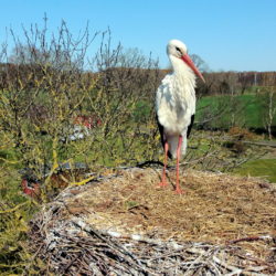 Storch im Wiemerskamp