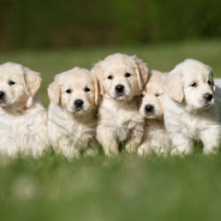 Golden Retriever Welpen im Gras