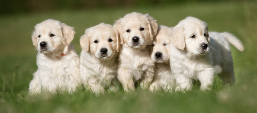 Golden Retriever Welpen im Gras