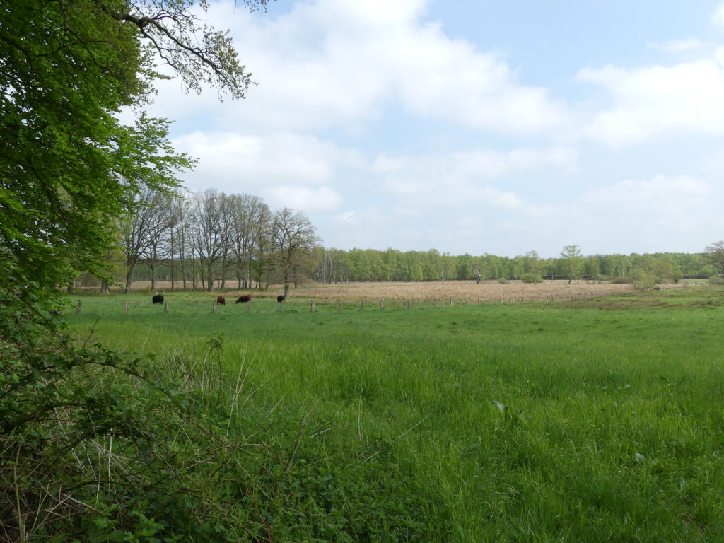 Wittmoor Wiese, Duvenstedt erleben