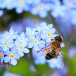 Diskussion digital Insektenschutz zum Weltbienentag