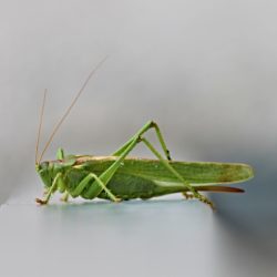 Was hüpft denn da? Heuschrecken kennenlernen in der Kakenhaner Feuchtwiese