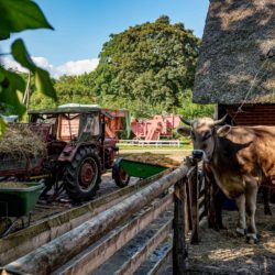 Gewinnerfoto des Fotowettbewerbs beim Heimat-Echo