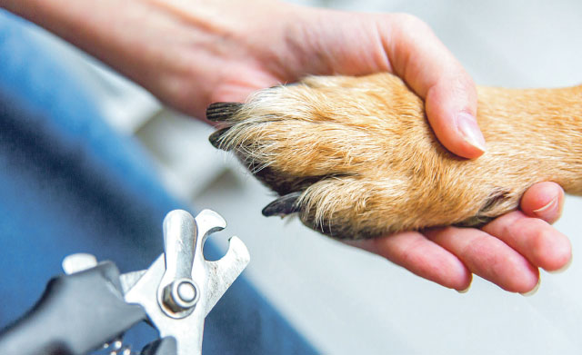 Tierklinik_Krallenpflege_adobestock