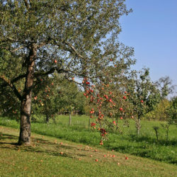 Führung über die Streuobstwiese