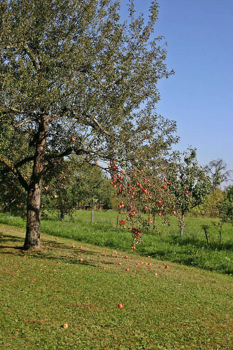 Führung über die Streuobstwiese