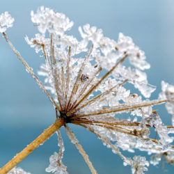 Gartenwissen@home – Botanische Weihnachtsfeier