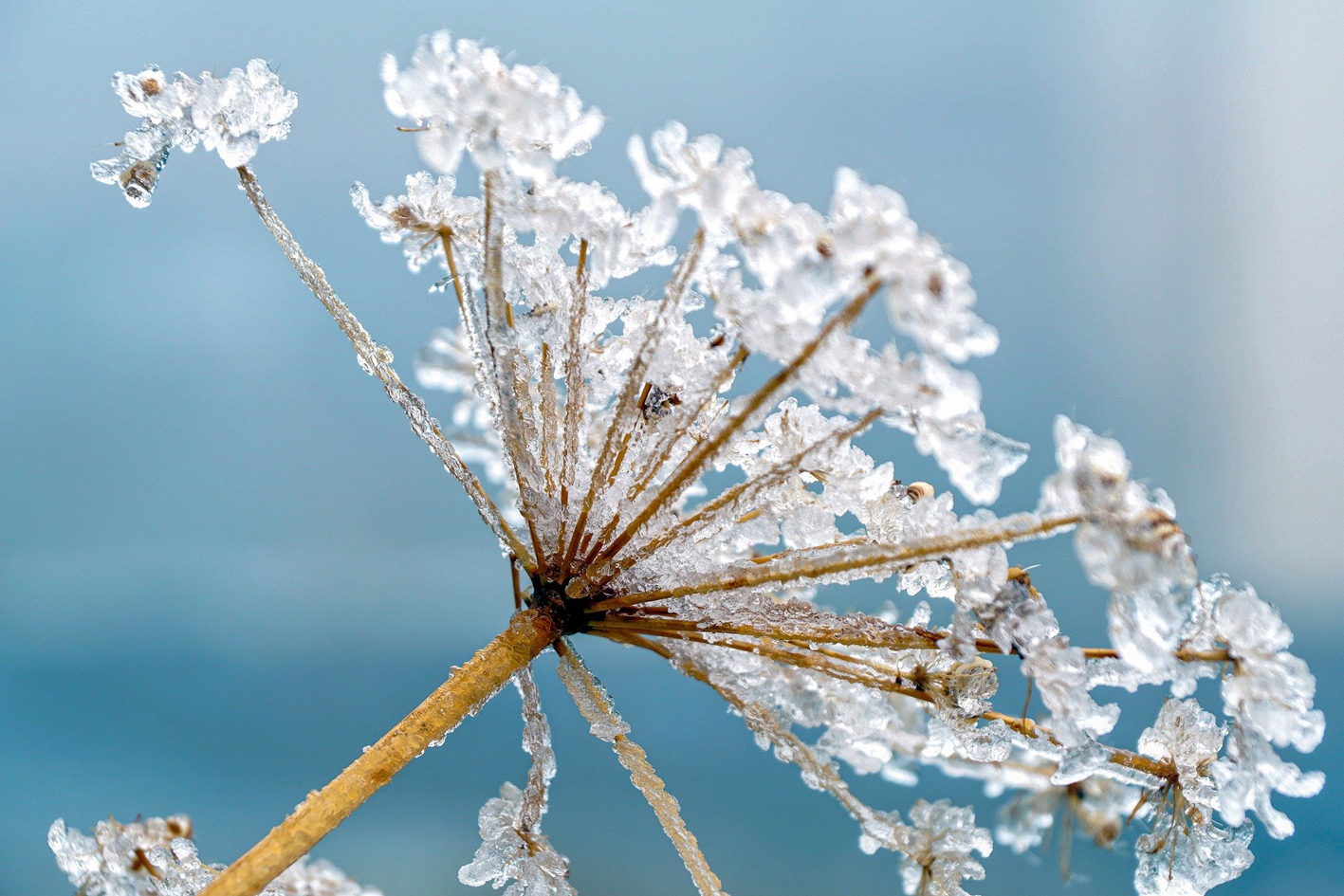 Gartenwissen@home – Botanische Weihnachtsfeier