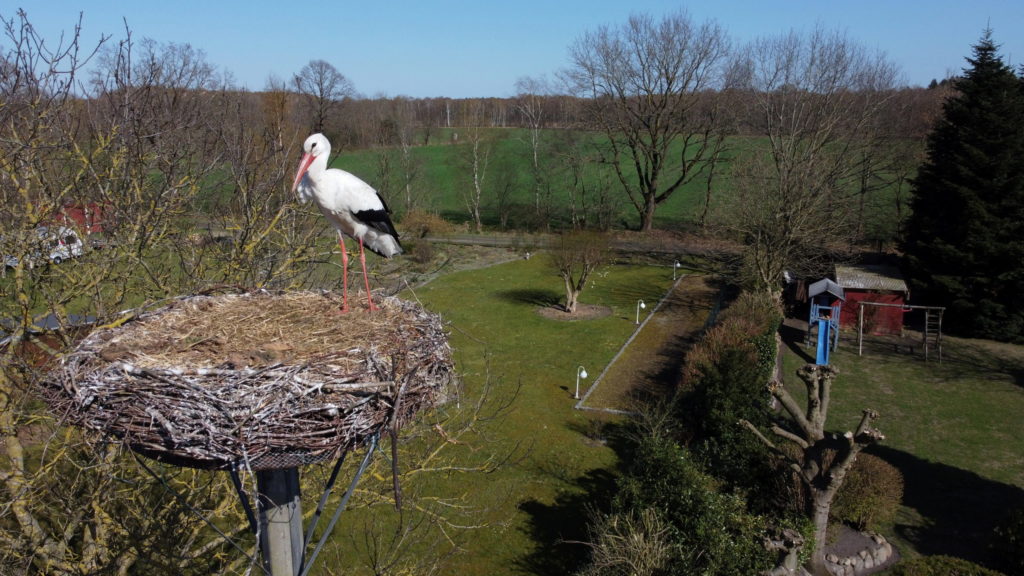 Storch Erik Holstein im Wiemerskamp