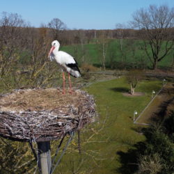 Storch Erik Holstein im Wiemerskamp