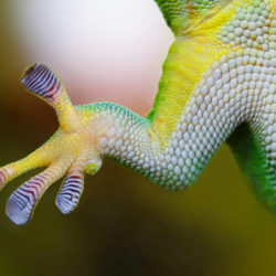 Geckos & Co im Wildpark Schwarze Berge