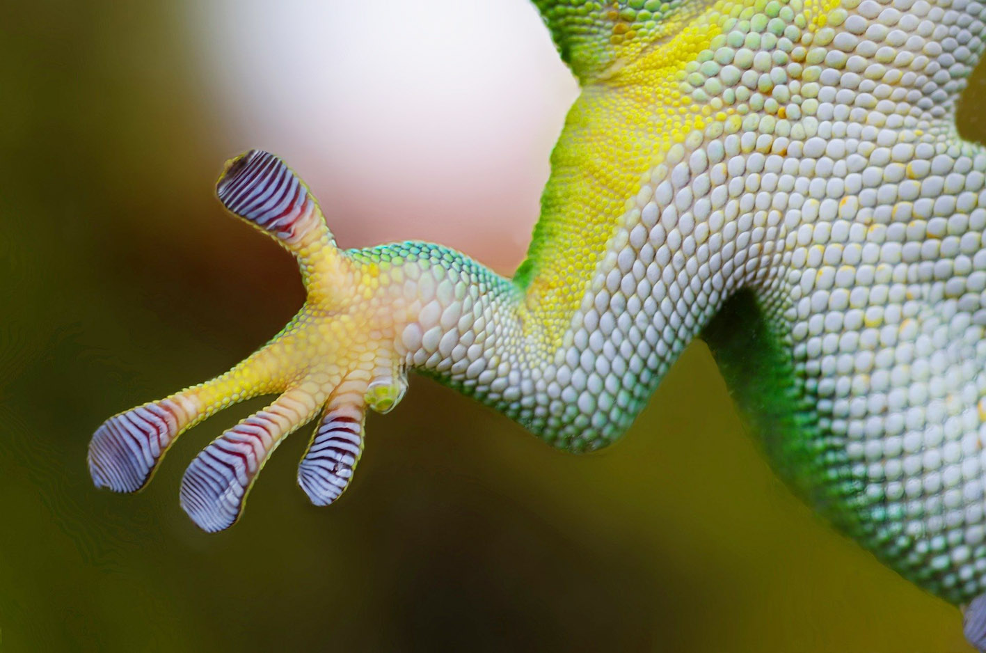 Geckos & Co im Wildpark Schwarze Berge