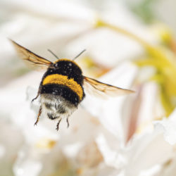 Rahlstedt: Eigenes Insektenhotel bauen