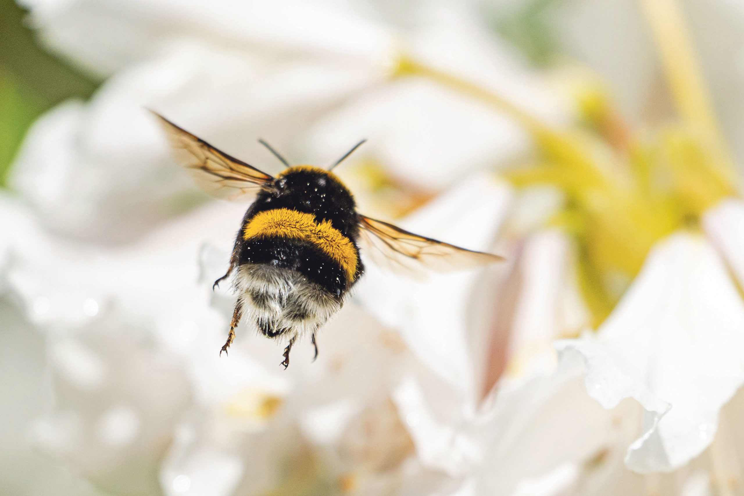 Rahlstedt: Eigenes Insektenhotel bauen