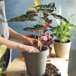 Woman transplanting home plant into new pot at table, closeup