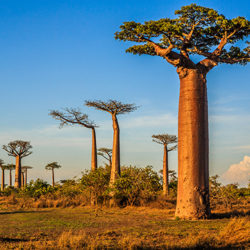 +++ ENTFÄLLT +++ Volksdorf: Lichtbildvortag Madagaskar   +++ ENTFÄLLT +++